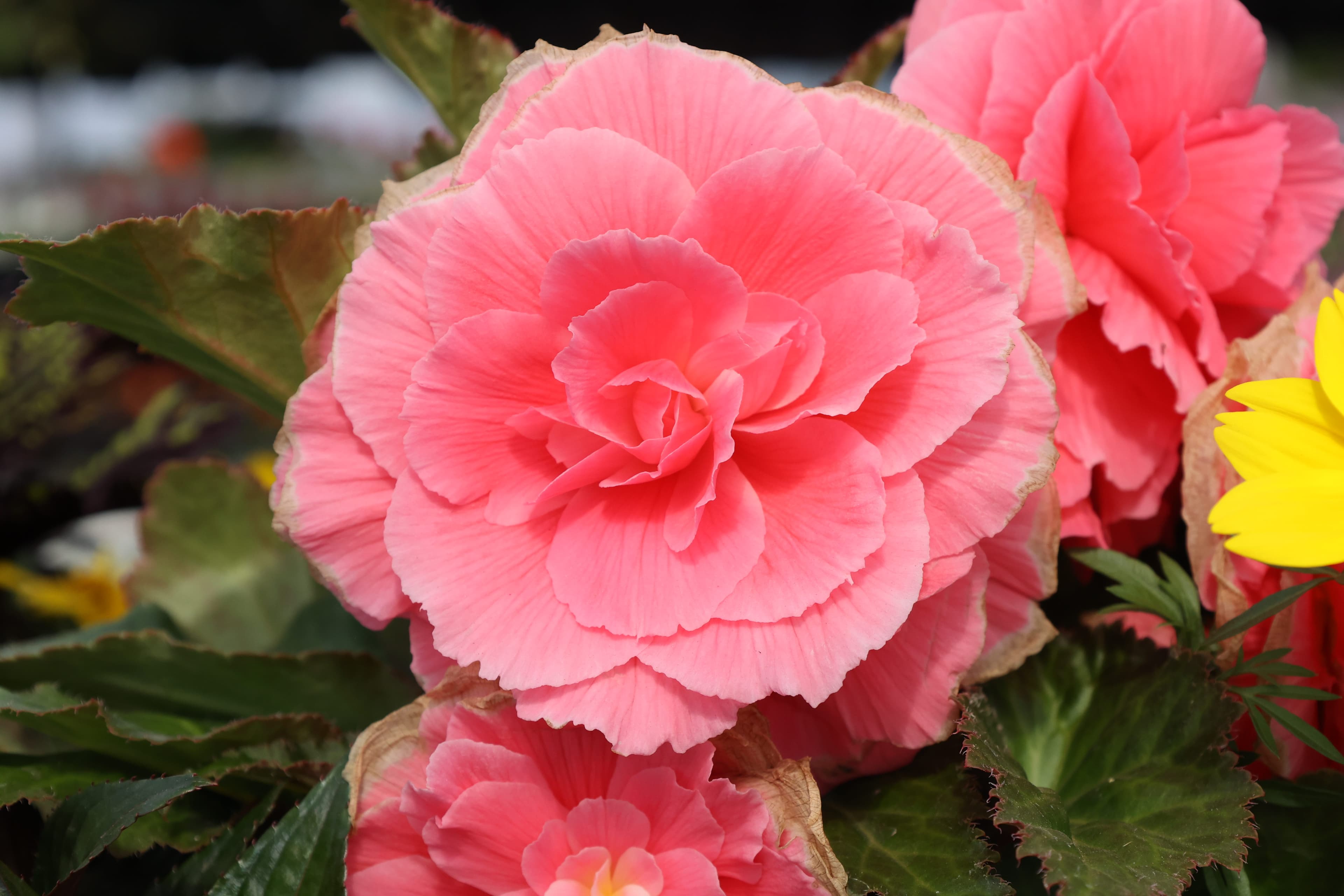 Greenhouse flowers in bloom