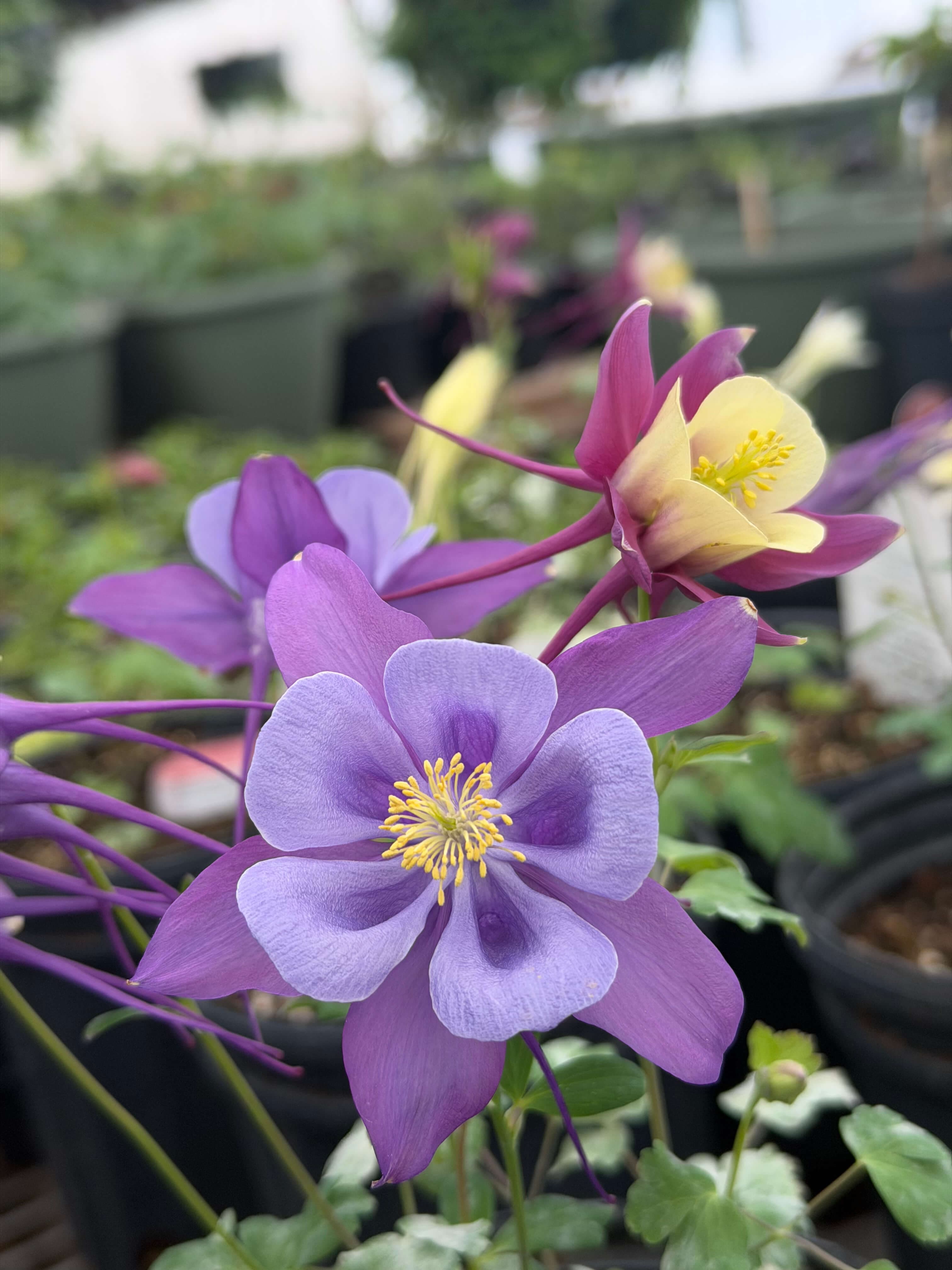 Purple columbine