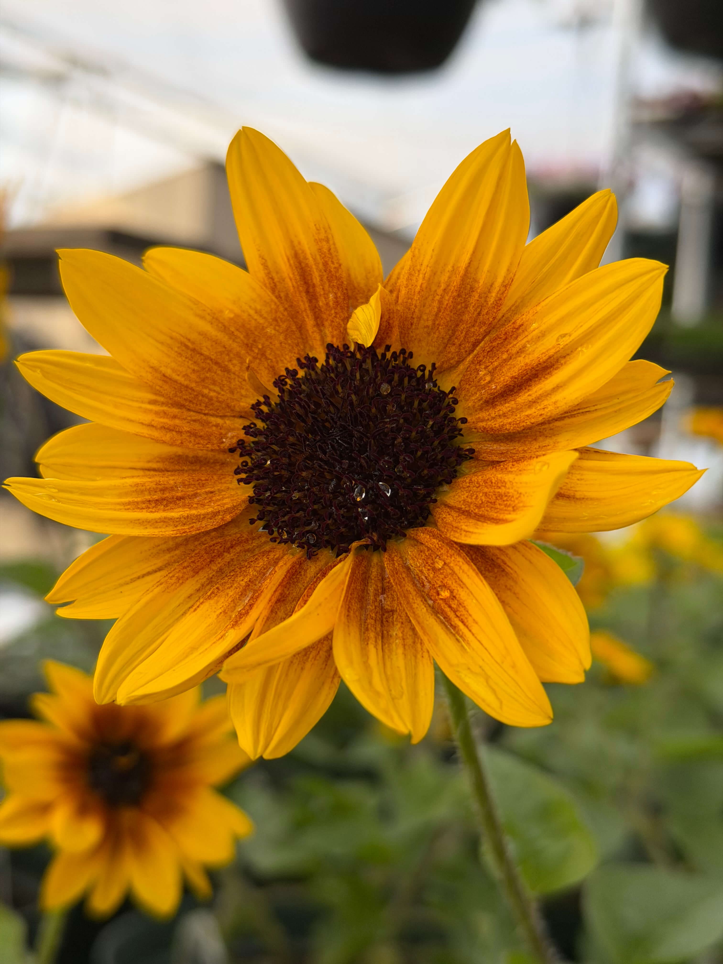 Sunflower