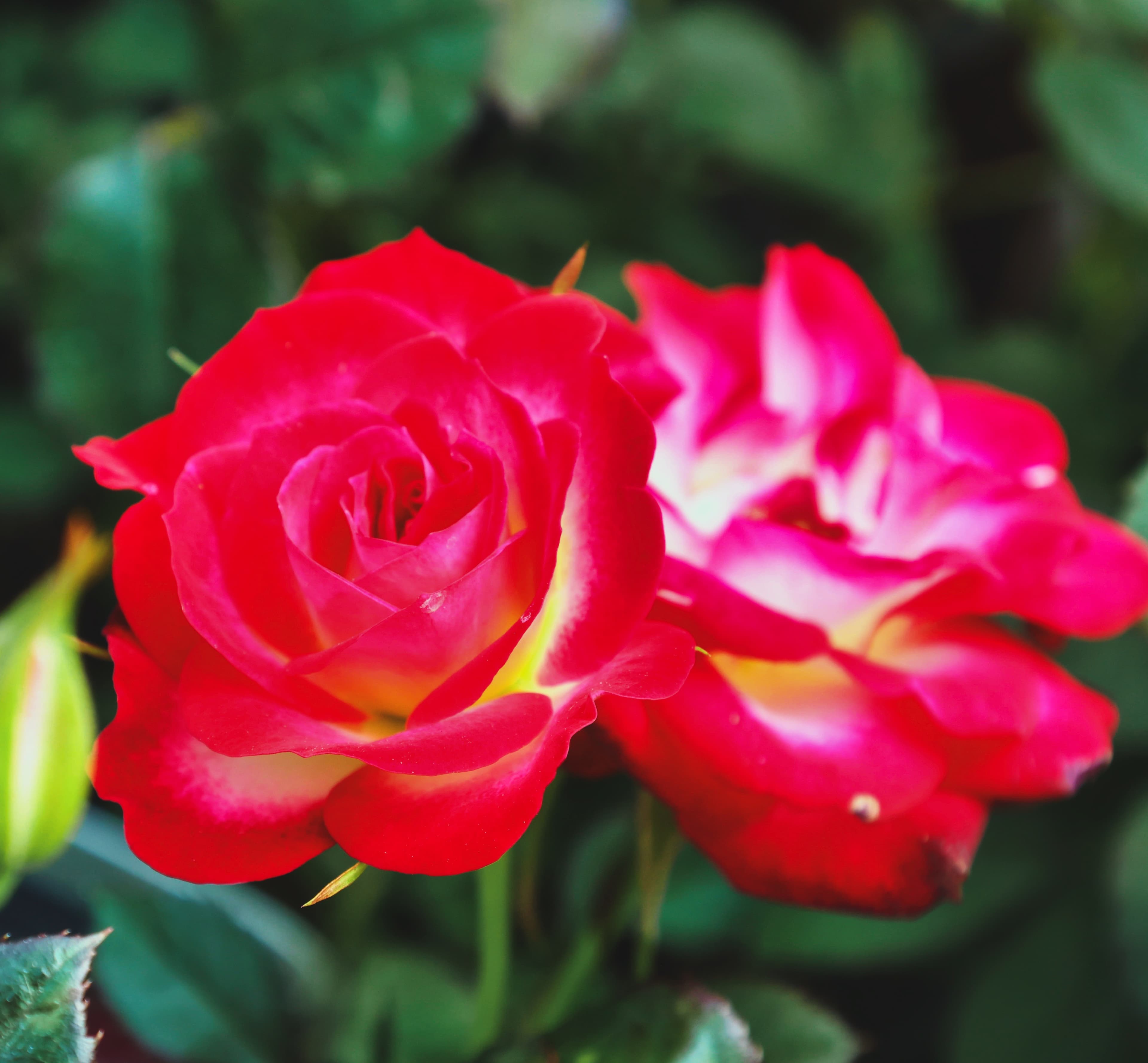 Pink begonia blooms