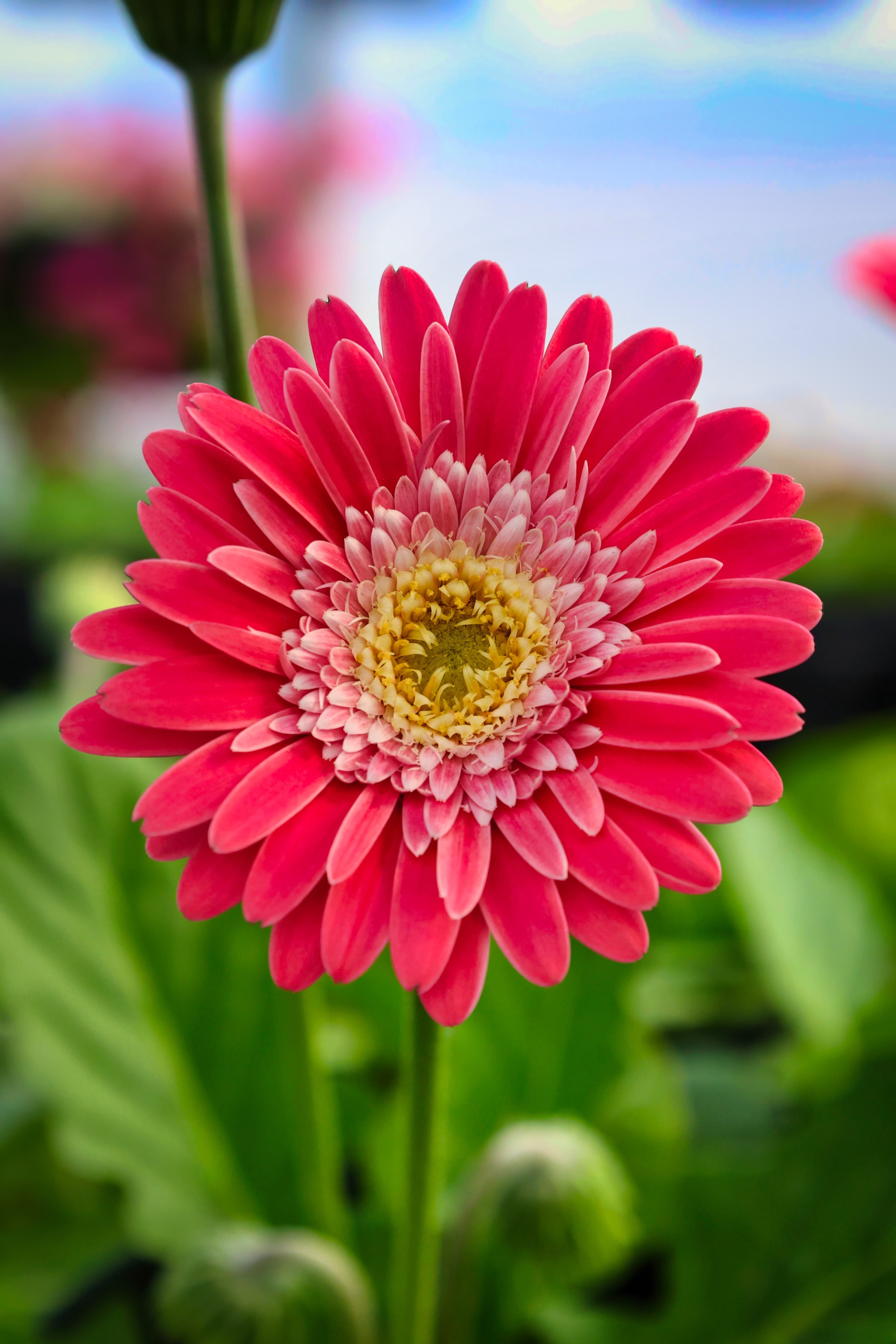 Purple and white osteospermum