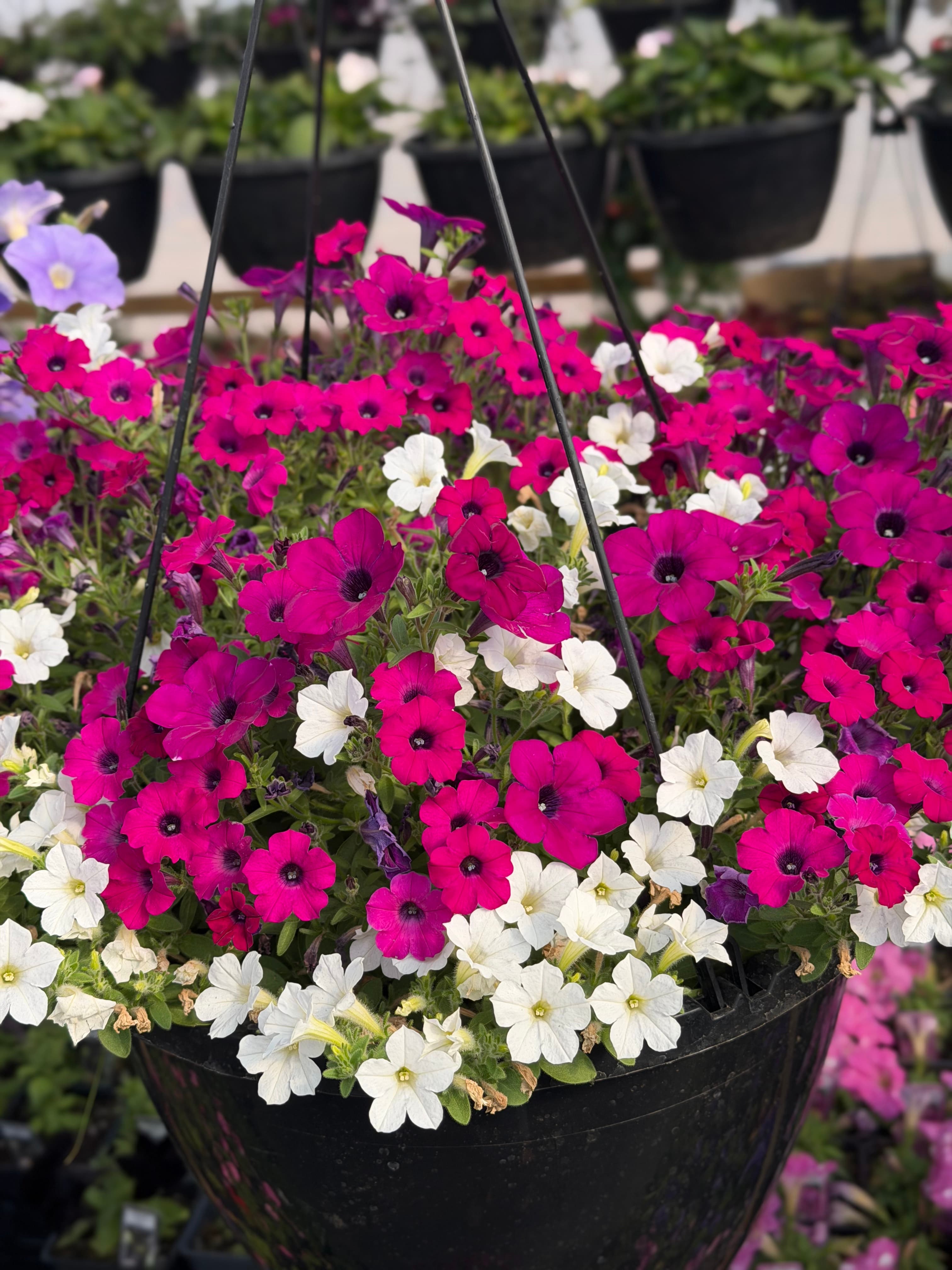 Osteospermum trio